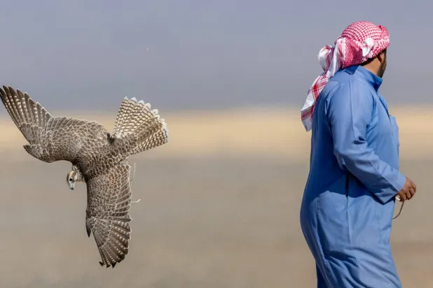 جانب من منافسات كأس العُلا للصقور 2023 (الشرق الأوسط)