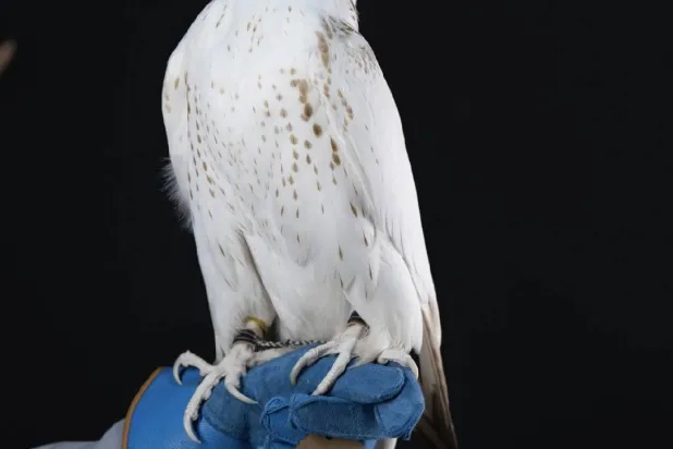 منافسات مزايين الصقور ستنتهي الخميس (نادي الصقور)