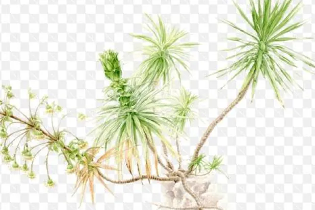 اكتشاف 66 نوعاً جديداً من النباتات في الصين بـ 2023