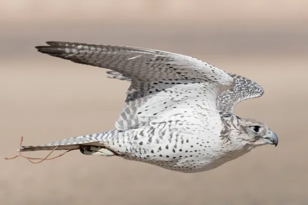 قيمة جوائز المسار الثالث تبلغ 10.5 مليون ريال (نادي الصقور)