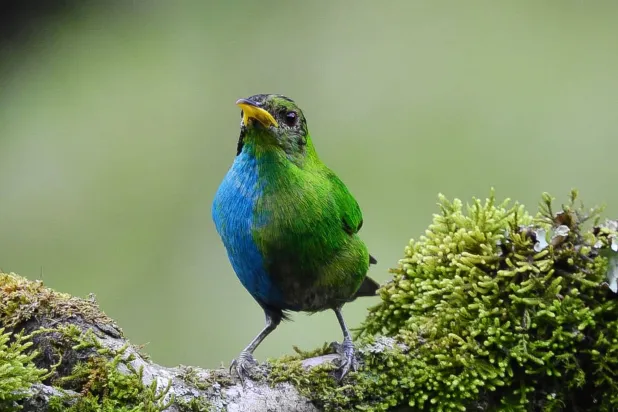 الطائر يكسوه ريش أزرق وأخضر (أ.ف.ب)