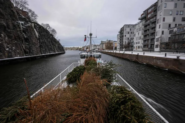 حلّ بيئي يُبقي الأشجار مفيدة (أ.ف.ب)