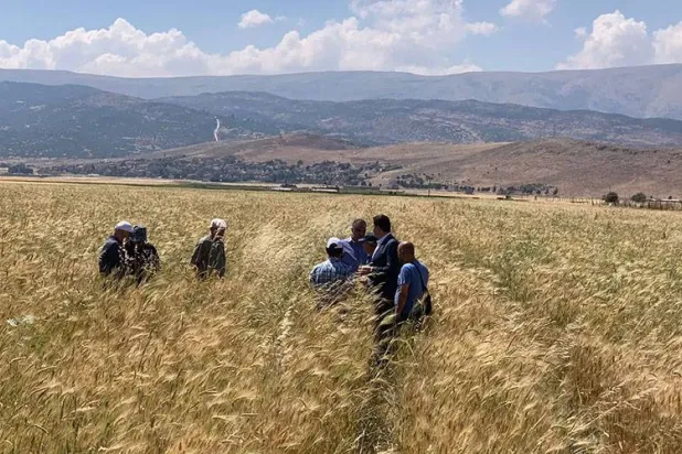 وزير الزراعة خلال جولة على حقول القمح برفقة خبراء من منظمة «أكساد» في الصيف الماضي (وزارة الزراعة)