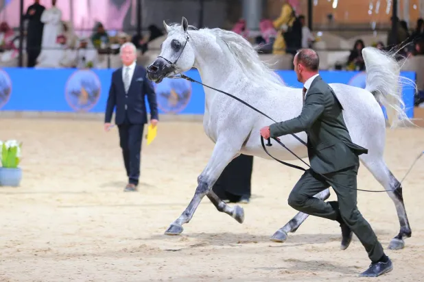 البطولة ستشهد مشاركة مالا يقل عن 100 مالك خيل من دول مختلفة (الشرق الأوسط)