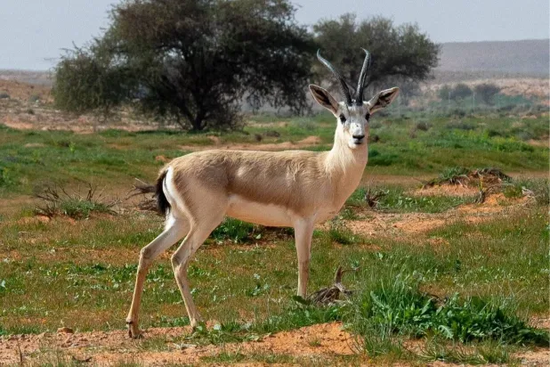 تضم المحمية العديد من الأنواع النادرة من الكائنات الفطرية (واس)