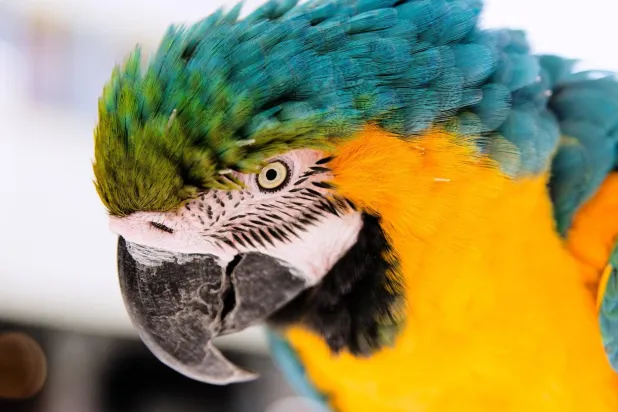 تنقل ما تتعلّمه والخشية من لسانها (رويترز)