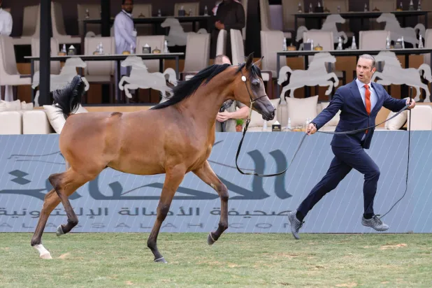 المهرجان شهد مشاركة عالمية لملاك الخيل (الشرق الأوسط)