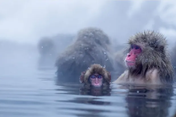 «قرد الثلج» يستريح في البرك الباردة (غيتي)