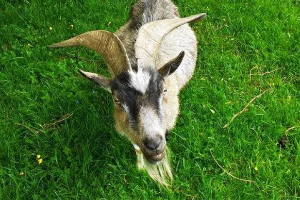 يمكن للماعز معرفة ما إذا كنت سعيداً أو غاضباً من خلال صوتك (ماريان ماسون - جامعة روهامبتون)