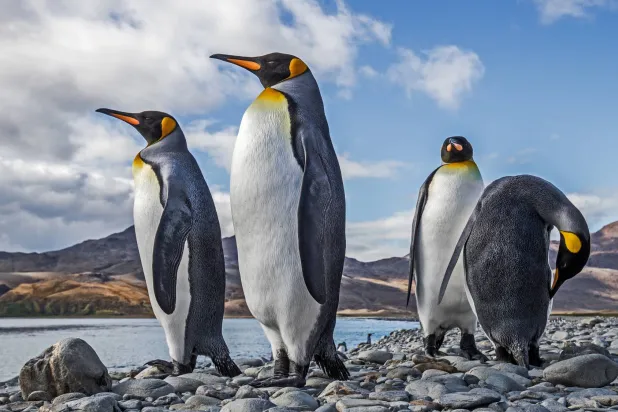 «البطريق الملك» تميّزه صحّته الجيدة (شاترستوك)