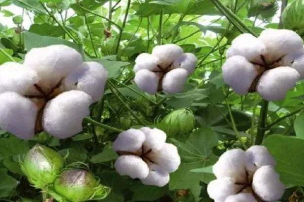 زهر القطن (الشرق الأوسط)