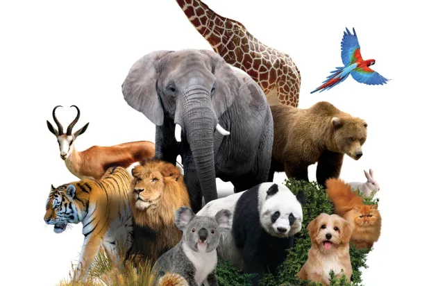 غرائب الحيوانات مكانها المنازل في المكسيك (شاترستوك)