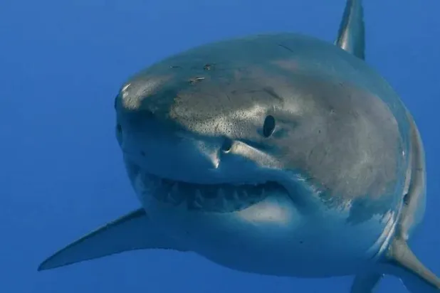 عدد عضّات أسماك القرش «غير الناتجة عن استفزاز» ارتفع من 63 عام 2022 إلى 69 عام 2023 (بريتانيكا)