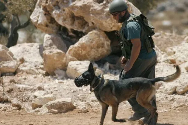 İsrail, Gazze’deki savaşında büyük ölçüde köpeklere güveniyor (AFP)