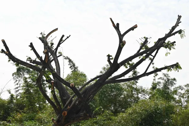 الحشرة الطفيلية أضرَّت الأشجار المهيبة (أ.ف.ب)