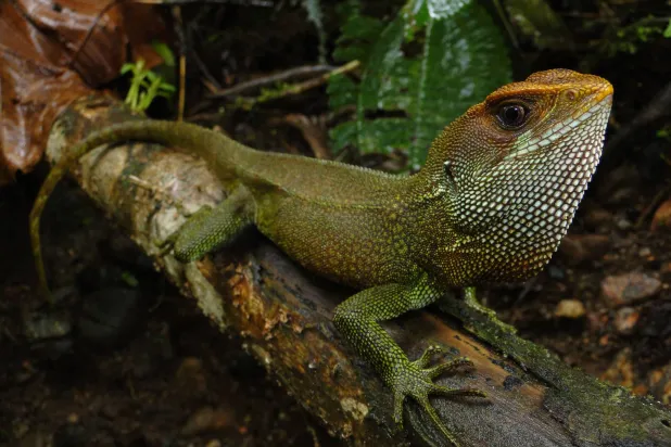 الرأس البرتقالي يميّز هذا النوع (أ.ف.ب)