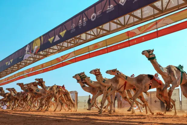 من المنتظر أن تقطع هجن فئة الـ«ثنايا» في أشواط المهرجان مسافة 256 كلم (الشرق الأوسط)
