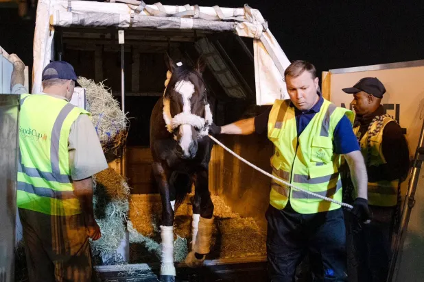 جانب من وصول الخيل القادمة من الولايات المتحدة الأميركية المشاركة في كأس السعودية 2024 (الشرق الأوسط)