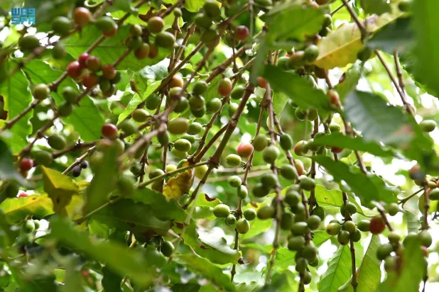 يعد البن العربي «الخولاني» الذي تشتهر مرتفعات جازان بإنتاجه من أفضل أنواع البن عالمياً (واس)