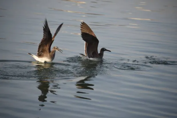 الحرب في السودان وتأثيرها على الطيور المهاجرة