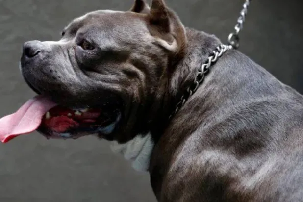 سجلت بريطانيا في عام 2022 ما يقارب 22 ألف حالة للهجوم من الكلاب الخارجة عن السيطرة (أرشيفية - رويترز)