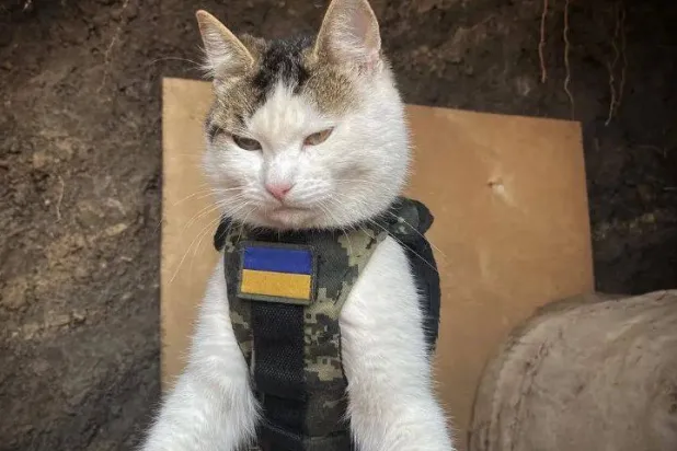 القط شايبا (صورة من حسابه على «إنستغرام»)