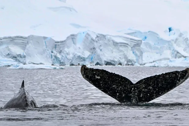 السماعات المائية تتيح تسجيل الأصوات لفهم سلوك الثدييات البحرية (أ.ف.ب)