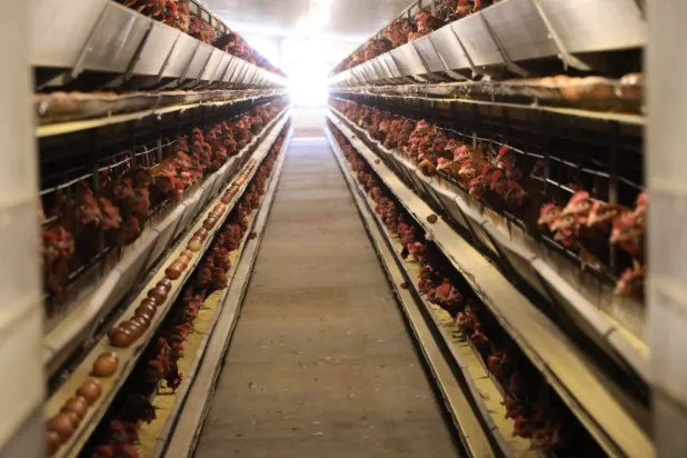 Kümes hayvan fiyatlarındaki artış Mısırlılar tarafından tepkiyle karşılandı (Tarım ve Arazi Islah Bakanlığı resmi sözcüsünün Facebook sayfası)