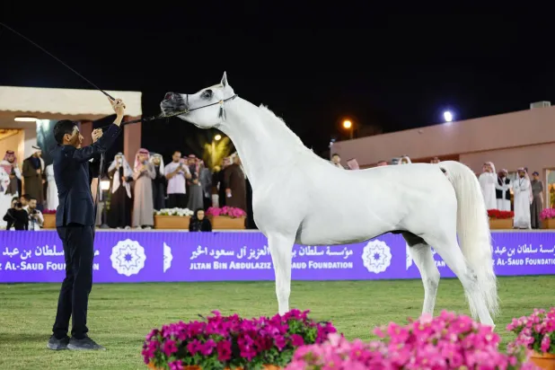 جولات عالمية للجياد العربية على مدار عام 2024 (الشرق الأوسط)