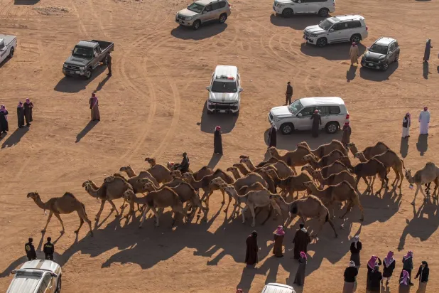 150 متناً من الإبل زجّ بها 5 مشاركين في فئة «الصفر والشعل» (نادي الإبل)