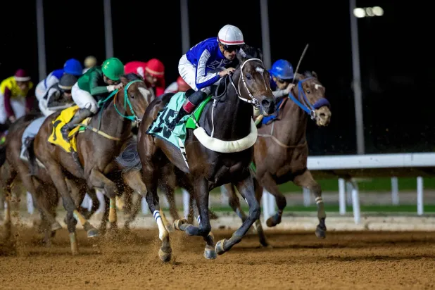 نخبة من الجياد ستتنافس على كأس المؤسس (الشرق الأوسط)