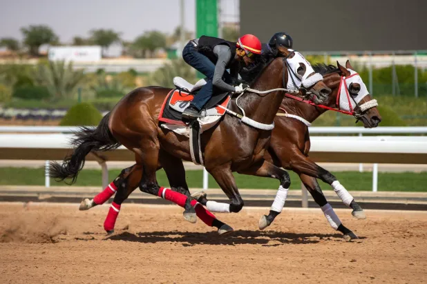 من تدريبات الخيل المشاركة في السباق (الشرق الأوسط)
