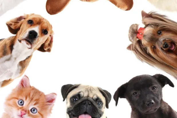 الحيوان الأليف بمرتبة طفل (شاترستوك)