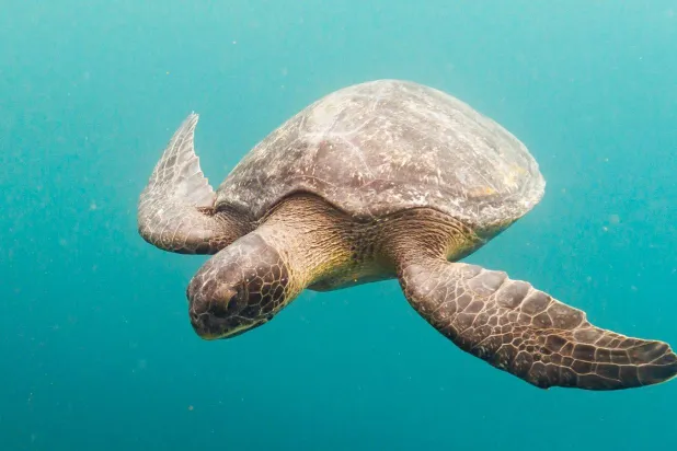 سلحفاة بحرية (أ.ب)