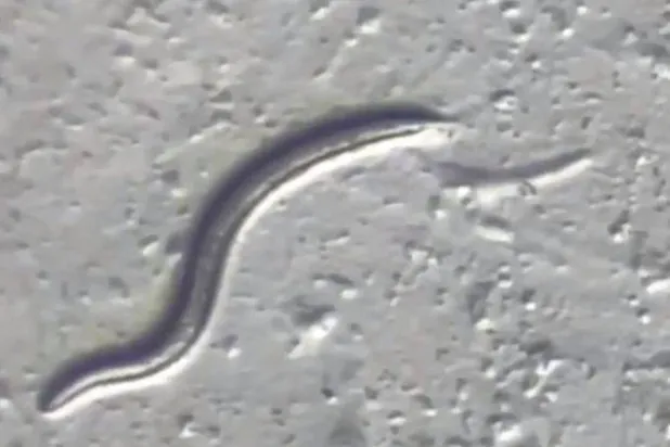 الديدان الخيطية هي ديدان صغيرة ذات تركيب جيني بسيط تتكاثر بسرعة (رويترز)