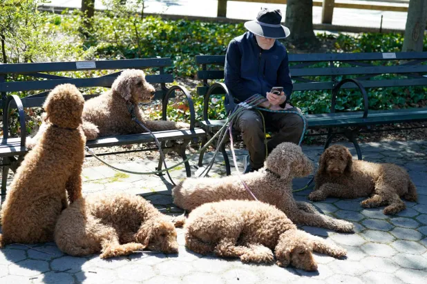 رجل يجلس برفقة كلابه في سنترال بارك بمدينة نيويورك (أ.ف.ب)