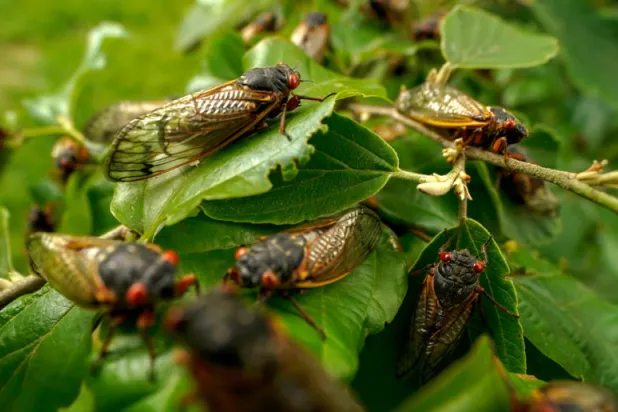 أميركا على موعد مع غزو الزيز (أ.ب)
