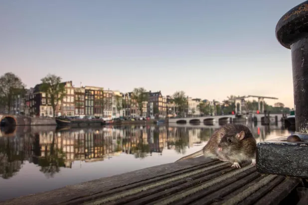 طالبوا بـ«احترامها»... دعوة من أمستردام للتعايش مع الجرذان