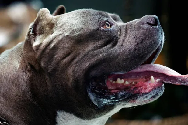 أحد كلاب «بولي إكس لارج» الأميركية في عيادة بيطرية في أوترخت بهولندا (رويترز - أرشيفية)