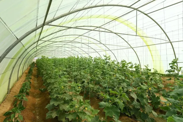 جهود حكومية مكثفة لتوسيع استثمارات القطاعين الزراعي والغذائي في السعودية (الشرق الأوسط)