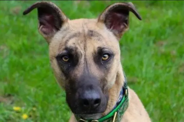 الوحدة المؤلمة (المقاطعات الثلاث لإنقاذ الكلاب)