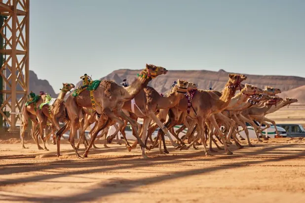 كأس العلا للهجن يحيي تقاليد سباقات الهجن العريقة في السعودية والمنطقة (الشرق الأوسط)