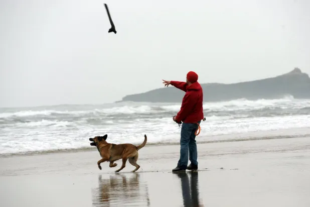 الكلاب... عالم مشرَّع على الأسرار (أ.ف.ب)