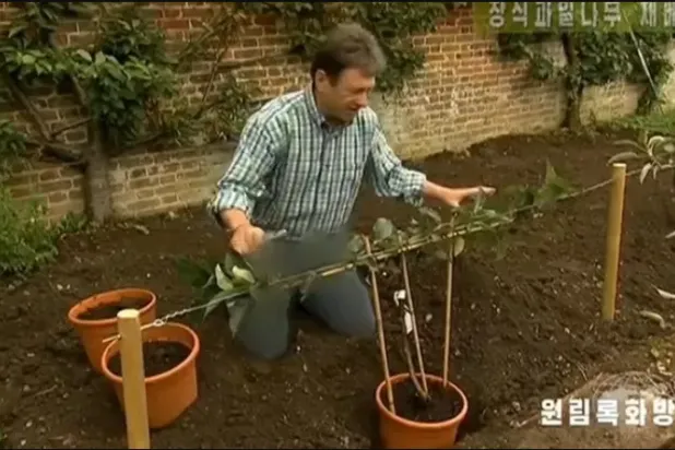 ألان تيتشمارش بجينز مموَّه (التلفزيون الكوري الشمالي)