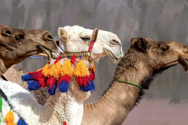 المشاركة في البطولة ستقتصر على ملاك الهجن من مواطني الدول العربية (الشرق الأوسط)