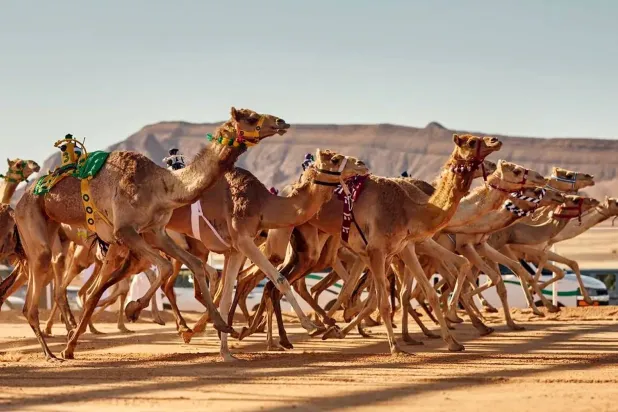 جانب من سباقات الهجن (واس)