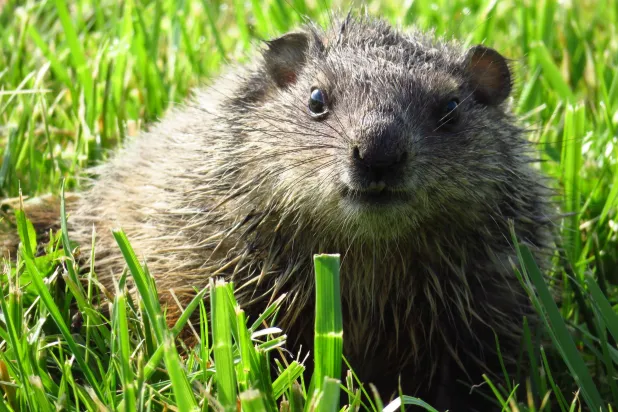 جرذ الأرض يُبشّر بالربيع (شاترستوك)