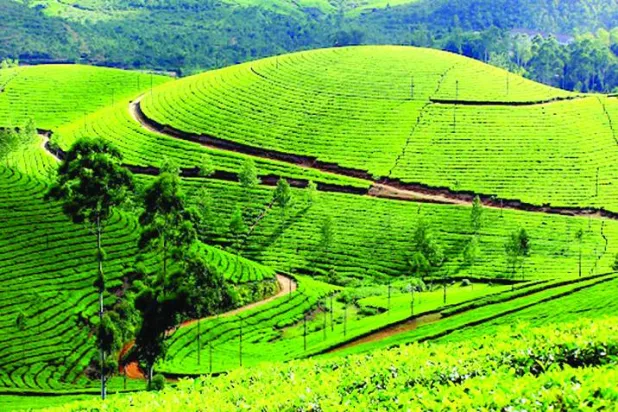 مزارع الشاي في مونار (الشرق الأوسط)