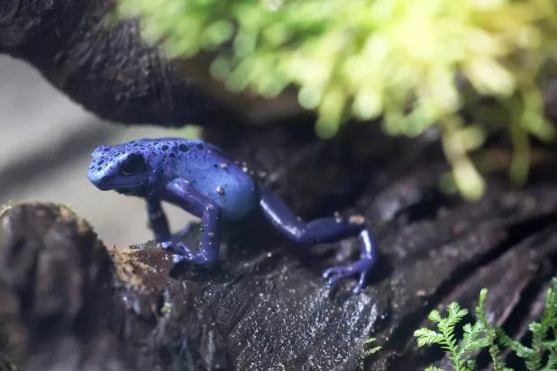 الضفادع أشكال وألوان (إ.ب.أ)