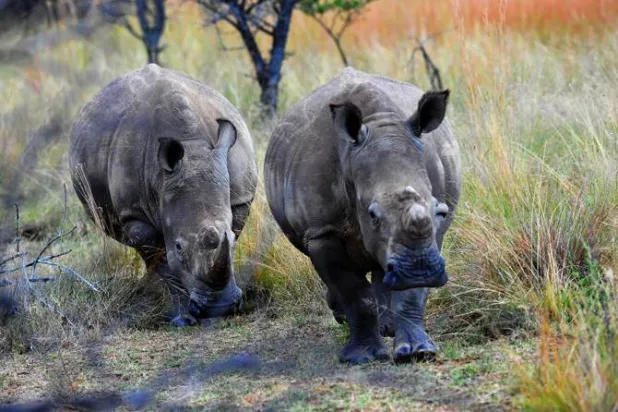 وحيد القرن هدف الصيد الجائر (أ.ف.ب)